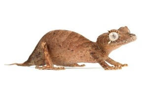Uroplatus ebenaui